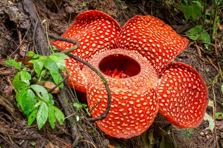Astounding Rafflesia Flower Facts That'll Will Leave You Baffled