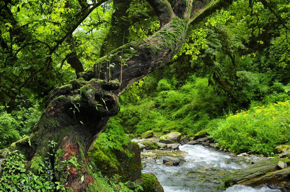 A large moss-covered tree trunk leans over a rocky stream surrounded by dense, vibrant green rainforest vegetation.