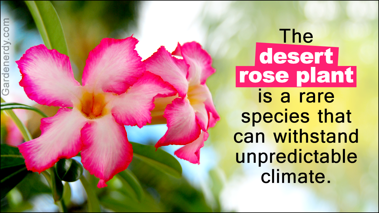 Names of Really Rare Flowers You'll Be Stunned to Know About