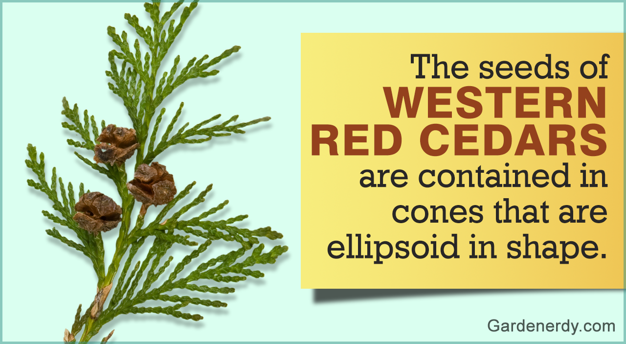 Western Red Cedar Tree