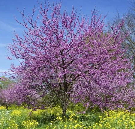A redbud tree covered in purple blossoms stands in a field of yellow flowers under a blue sky.