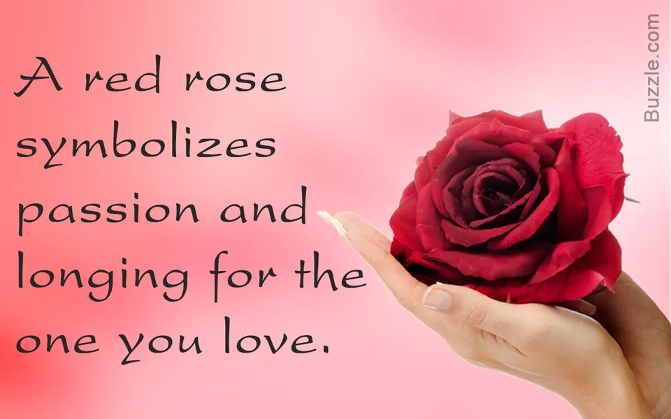 A hand holds a red rose against a pink gradient background.