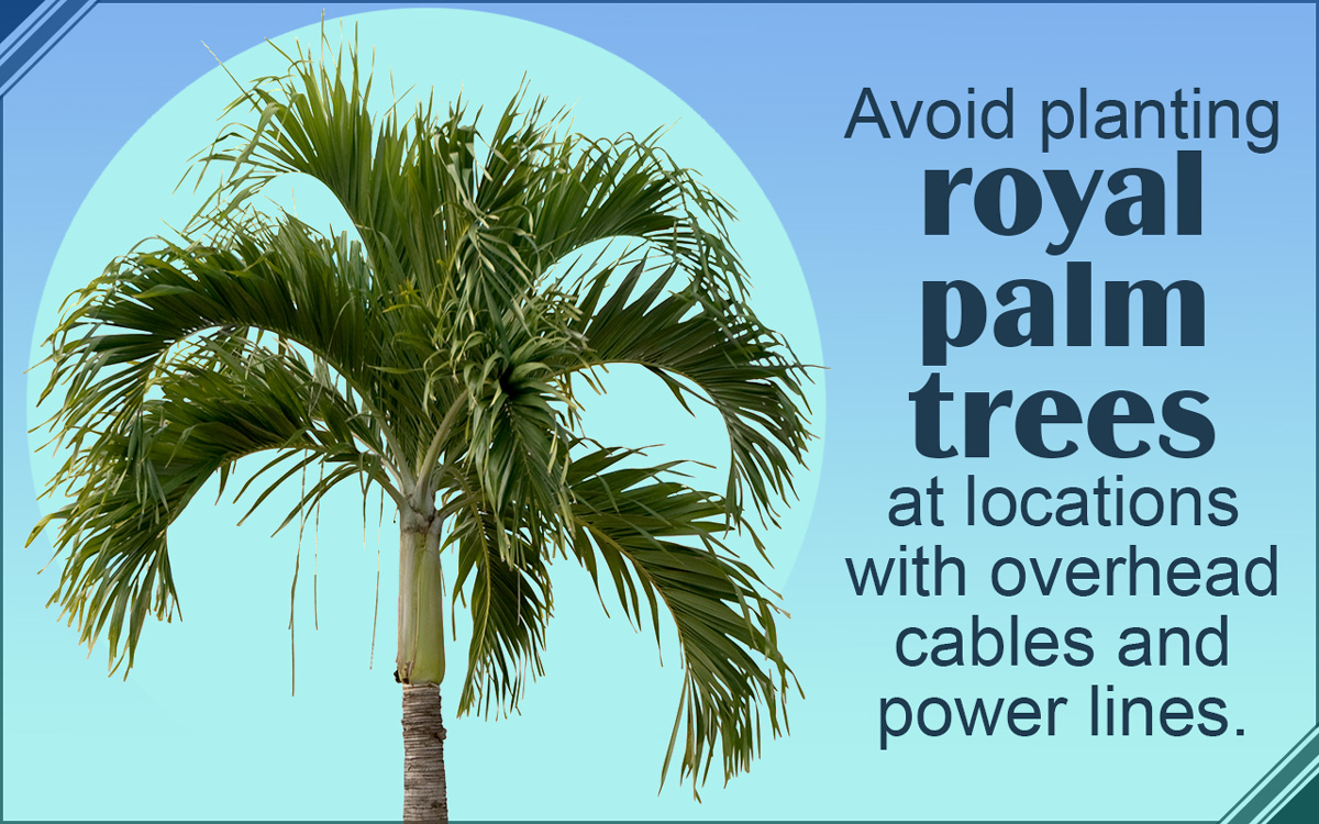 Royal Palm Tree