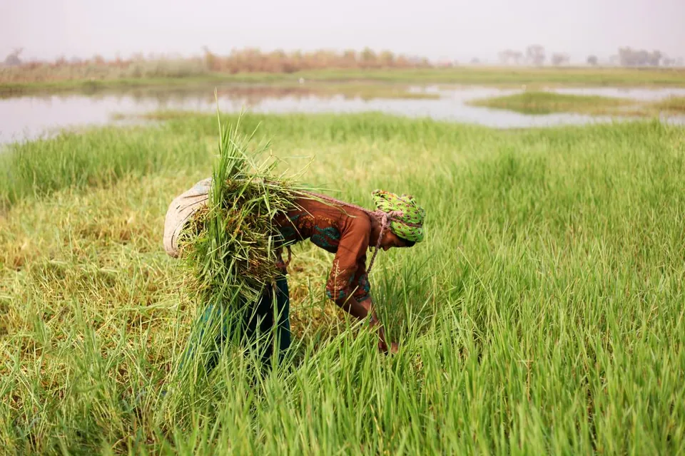 A person carrying a large bundle of green grass bends over in a lush field with water in the background.