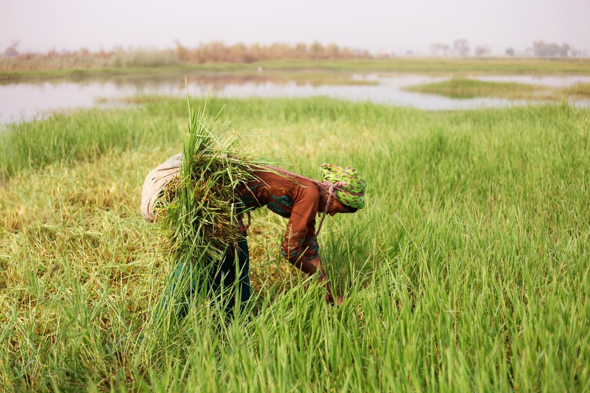 A Complete Guide to the Sowing And Germination of Ryegrass Seeds
