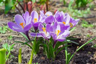 Know How to Care for the Saffron Crocus Before You Spend Bucks