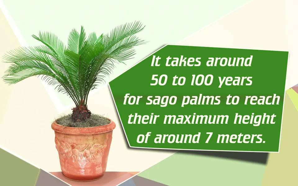 A small sago palm in a terracotta pot against a graphic background.