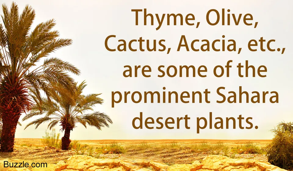 Two palm trees and low-lying desert shrubs growing on rocky ground in a bright, arid landscape.