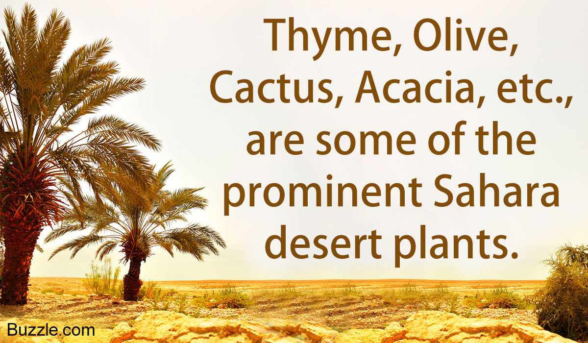 These Amazing Sahara Desert Plants are Masters at Adaptation
