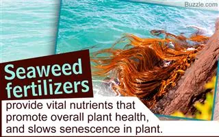 Red seaweed washed up on a rock near turquoise water with text overlay.
