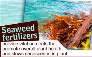 Utterly Fascinating Benefits of Seaweed Fertilizers