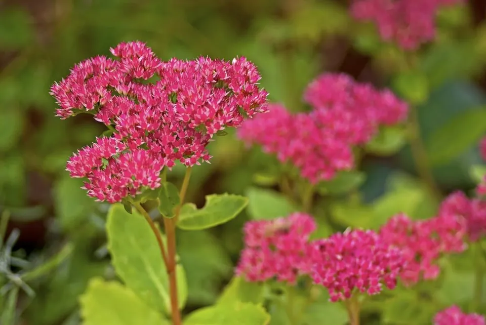 18 Succulent Sedum Plant Varieties With Brilliant Pictures