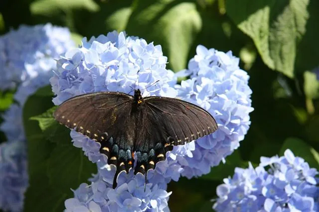 A black butterfly rests on a cluster of light blue hydrangea flowers with green leaves in the background.