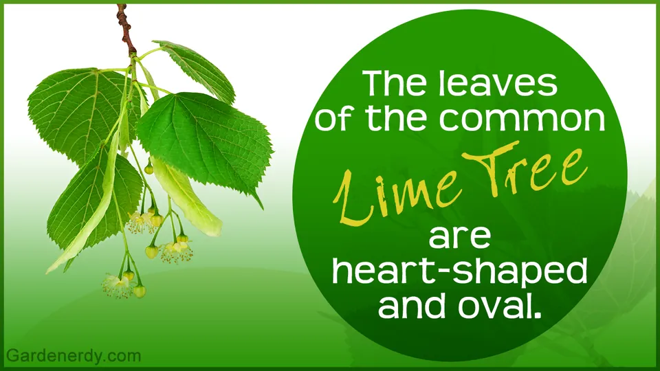 A branch of a common lime tree with heart-shaped leaves and flowers next to a green circle containing text.