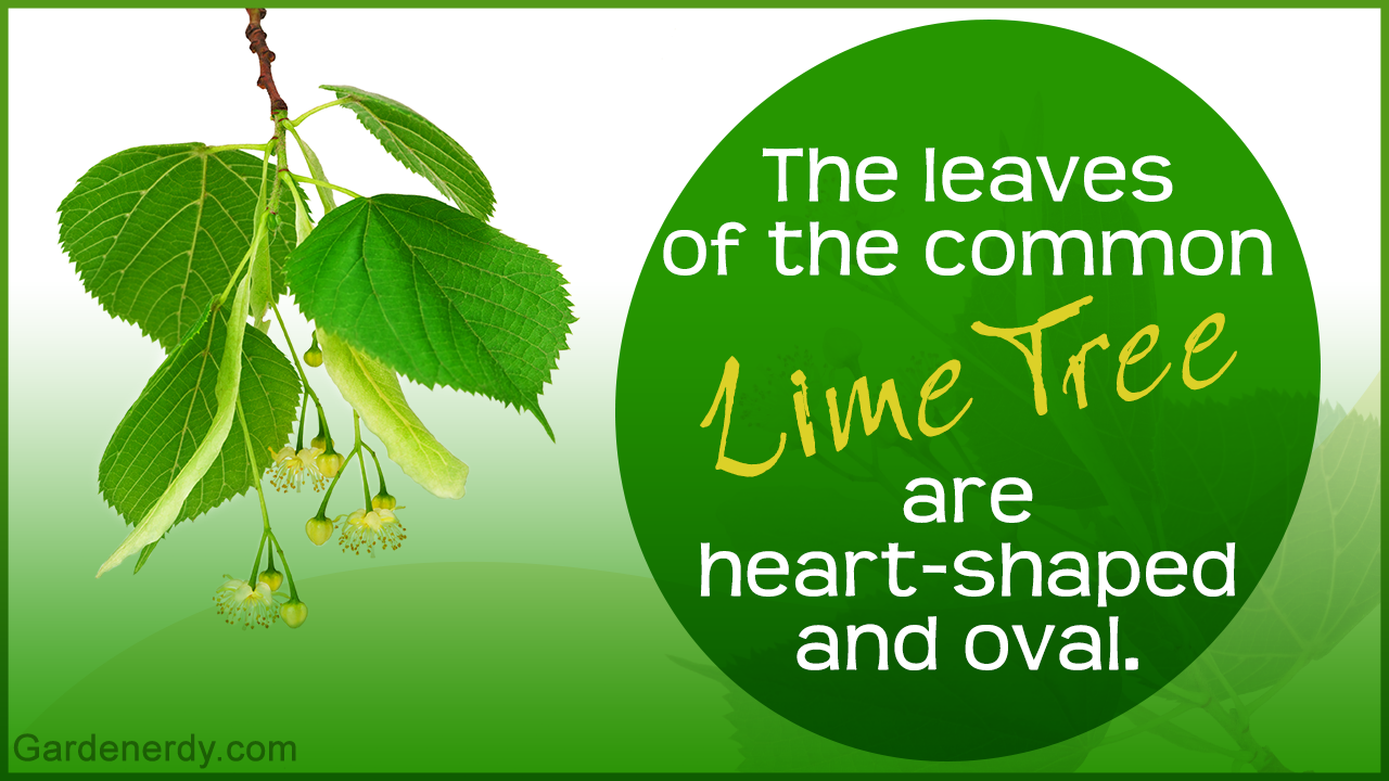 Shrub Identification by Leaf