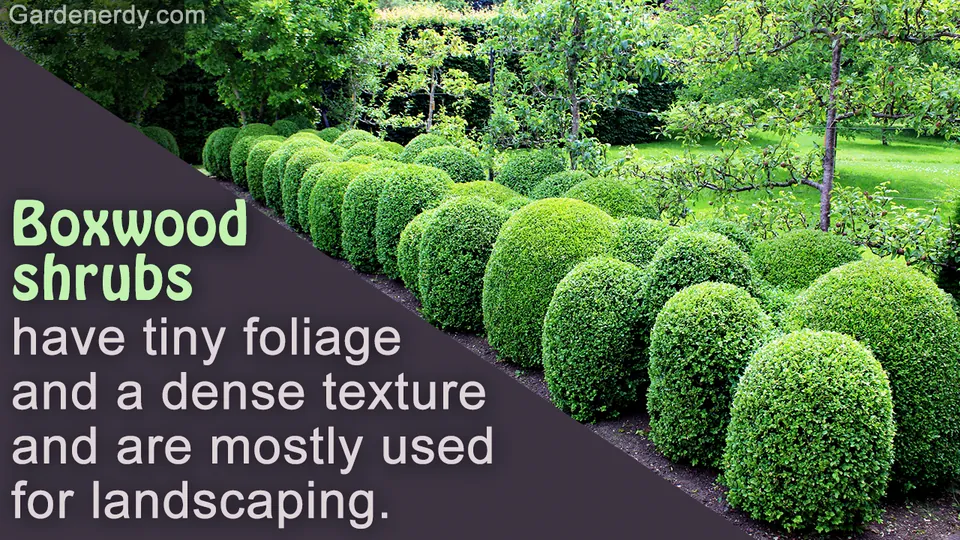 A row of manicured green boxwood shrubs planted in a garden with grass and trees in the background.