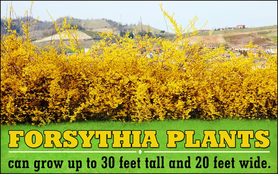 A dense hedge of bright yellow forsythia bushes stands before a green lawn with rolling hills and houses in the distance.