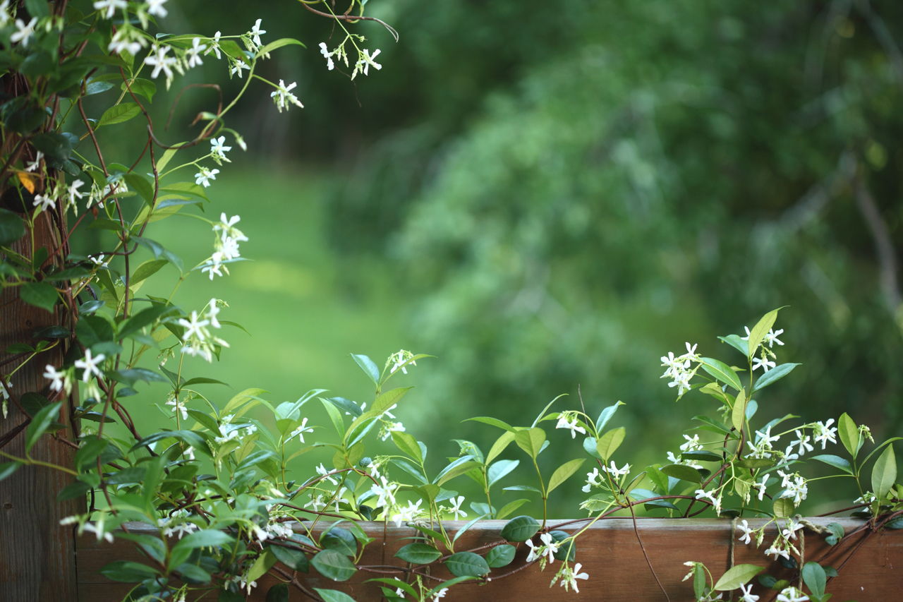 Here's How to Take Care of a Silver Lace Vine