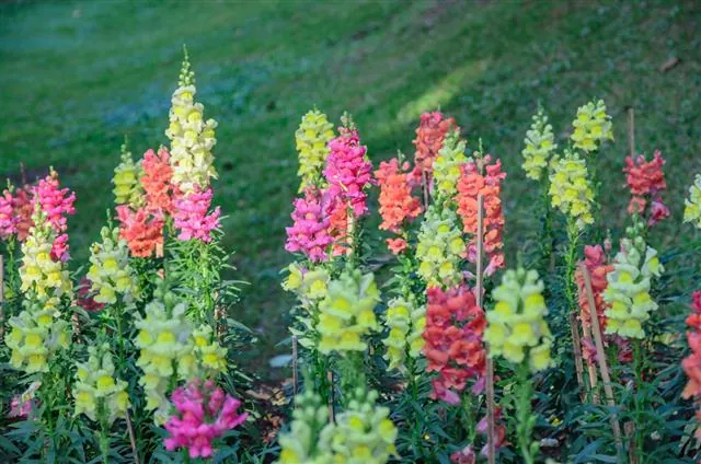 Colorful snapdragon flowers in pink, yellow, and orange grow in a garden bed with a grassy hill in the background.