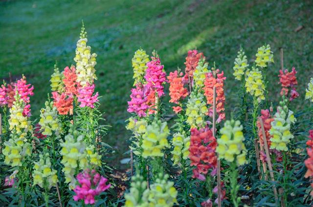 Snapdragon: Meaning and Symbolism of This Beautiful Flower
