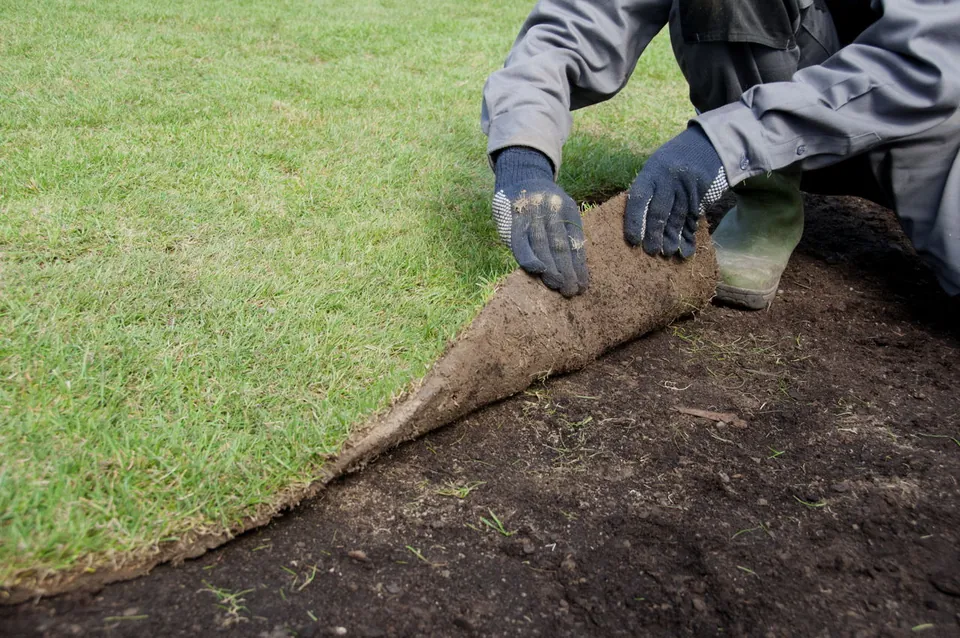 A person wearing gloves unrolls a strip of sod onto prepared soil next to an existing green lawn.