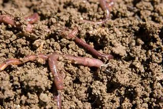 Several earthworms crawling on dark, clumpy soil.