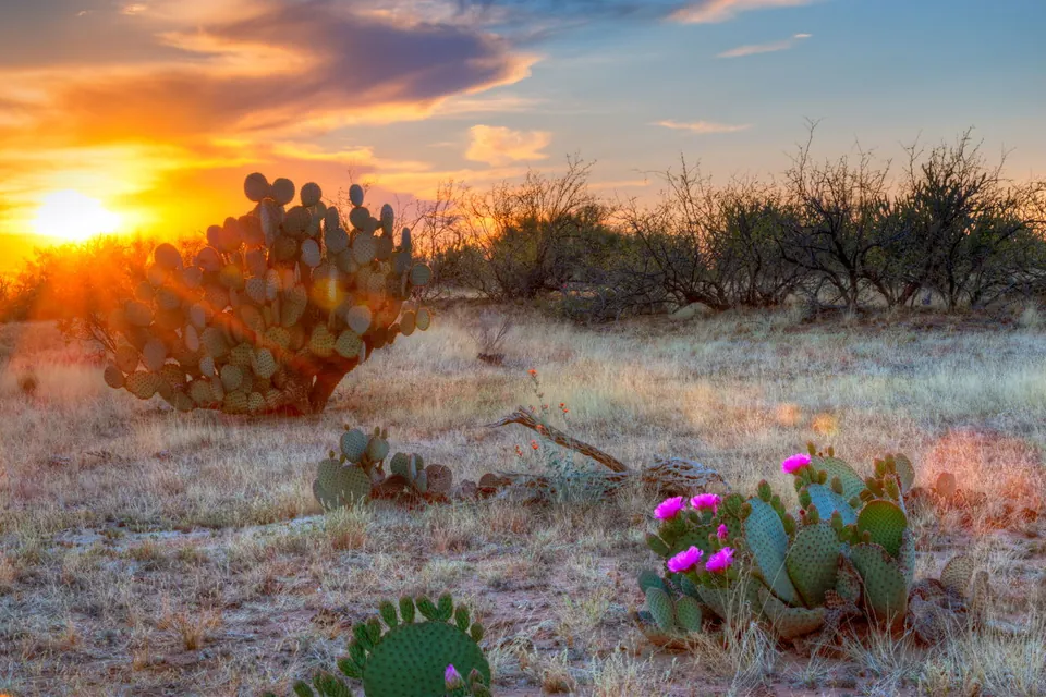 Sunset light illuminates a large prickly pear cactus and smaller flowering cacti in a dry desert landscape.