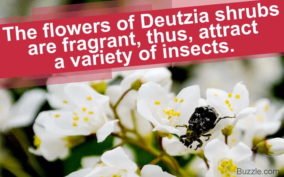 Close-up of white Deutzia flowers with yellow centers and a black beetle crawling on a bloom.