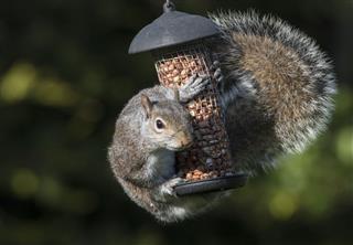 Ready, Set, Trap! Everything Regarding Squirrel Traps