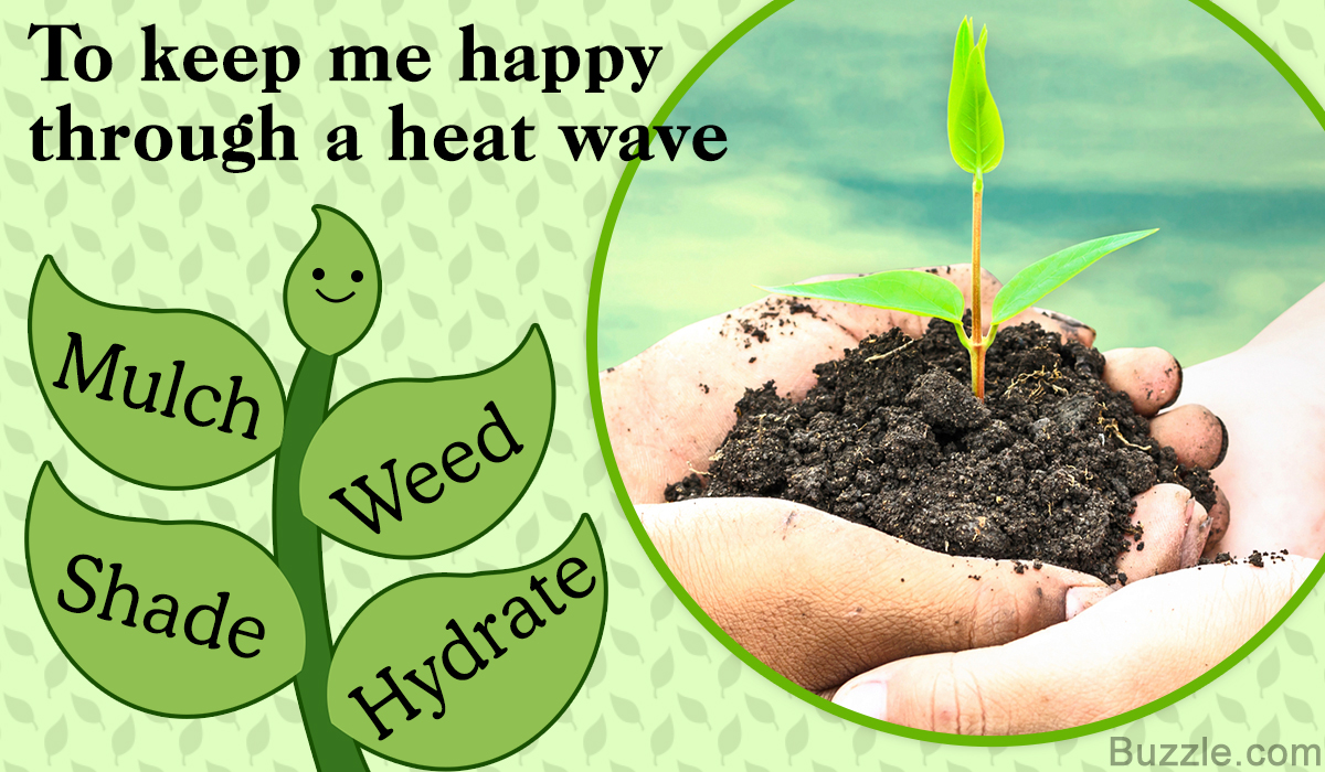 8 Ultra-simple Steps to Protect Your Garden During a Heat Wave