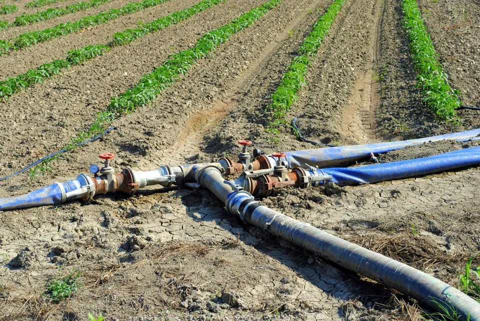 Rows of young green plants growing in a field with large irrigation pipes in the foreground.