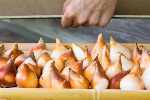 Rows of tulip bulbs with brown and white skins sit in a wooden tray while a hand reaches over them.