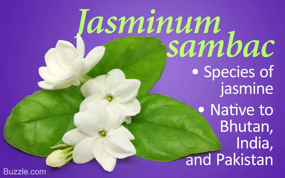 White jasmine flowers and green leaves arranged on a purple background with text identifying the species.