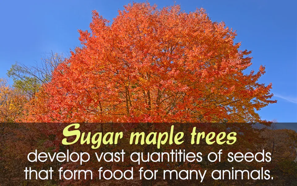 A large sugar maple tree with brilliant orange and red autumn leaves against a clear blue sky.
