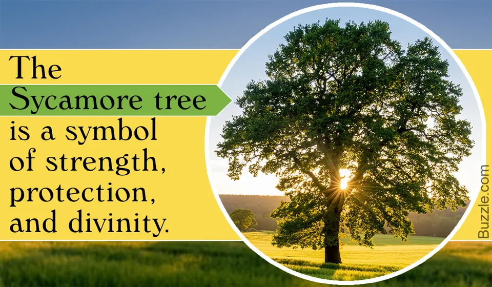 A large sycamore tree stands in a grassy field with the sun shining through its branches.