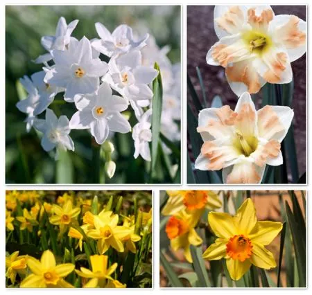 Collage of white, peach, and yellow narcissus flowers blooming in garden settings.