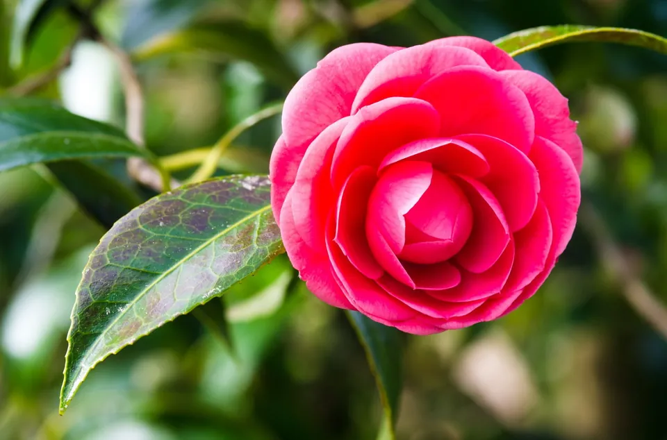 A vibrant pink camellia flower in full bloom on a branch with glossy green leaves.
