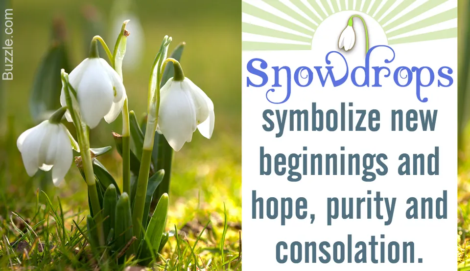 White snowdrop flowers blooming in grass next to text about their symbolism.