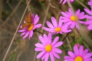 A cluster of pink flowers with yellow centers blooms in a garden with a small orange butterfly resting on a bloom.