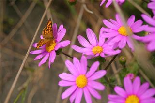 A Handy Guide on Taking Good Care of Gerbera Daisies