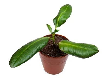 A young plant with large, glossy green leaves growing in a brown pot against a white background.