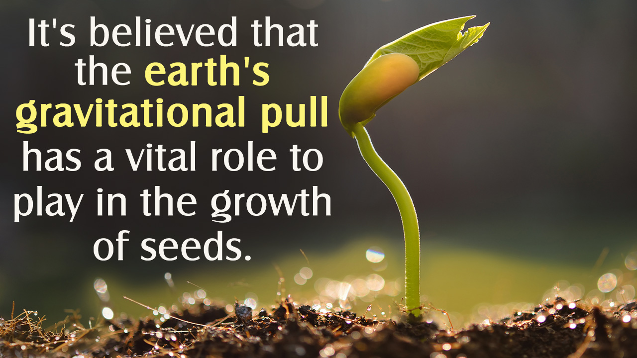 The Effect of Magnetism on Plant Growth