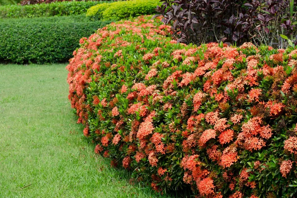 A curved hedge of vibrant orange Ixora flowers blooms alongside a green lawn in a manicured garden.