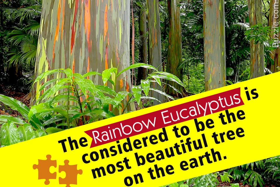 Rainbow Eucalyptus trees with vibrant multicolored bark standing in a lush green forest.
