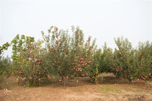 Rows of apple trees laden with red fruit growing in an orchard with dry brown soil.