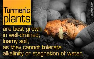 A hand holds a turmeric rhizome over dark soil with text overlay about growing conditions.