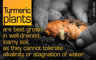 Outrageously Helpful Tips for Growing Turmeric Indoors