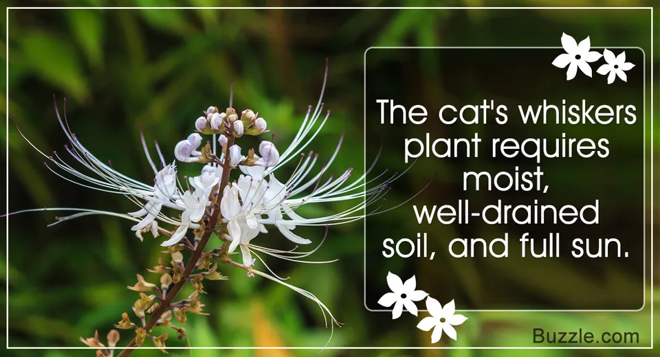 A white Cat's Whiskers plant with long, thin stamens blooms against a blurred green garden background.