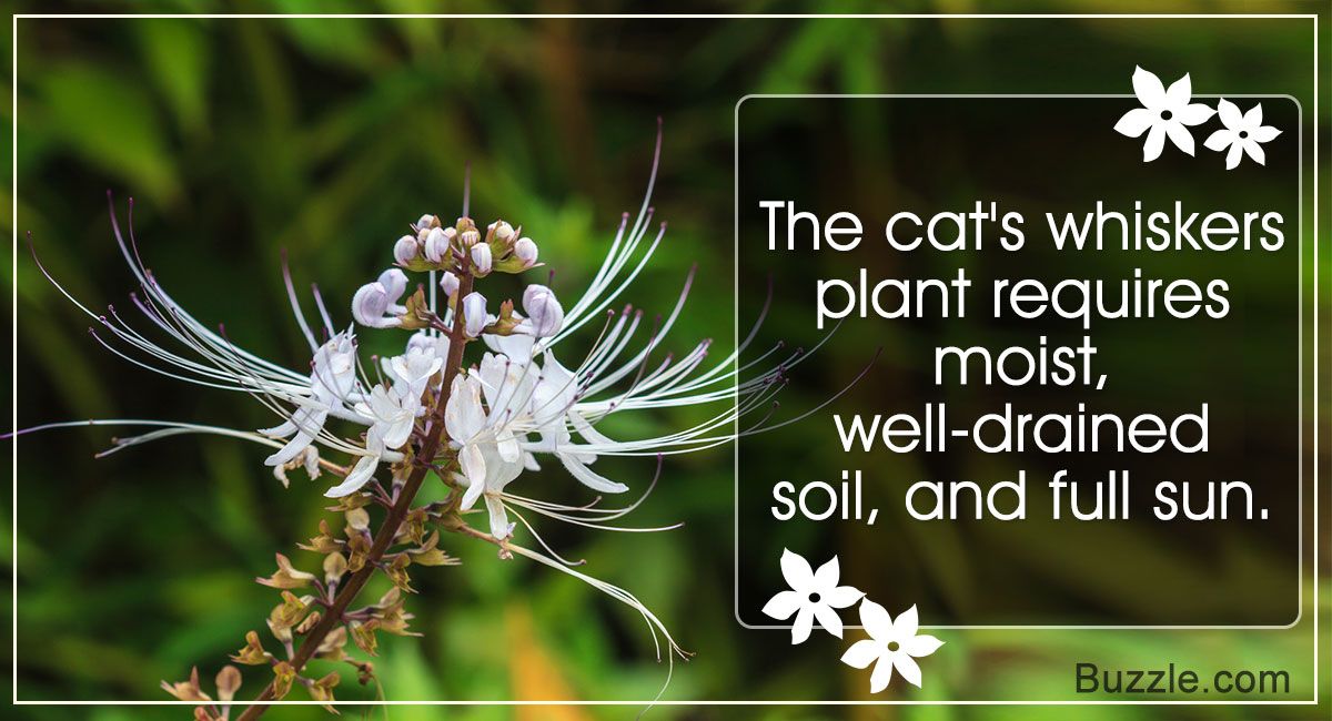 A-Z Information and Tips to Care for the Cat's Whiskers Plant