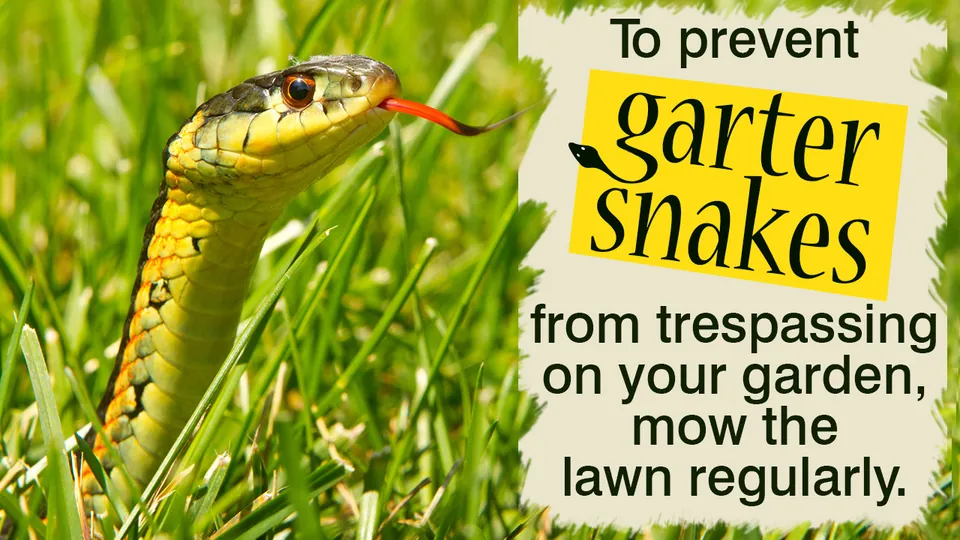 A yellow and green garter snake rising through green grass with its tongue flicking.
